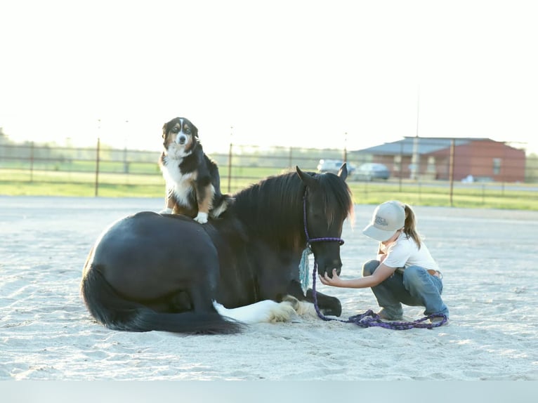 Cob Irlandese / Tinker / Gypsy Vanner Mix Castrone 4 Anni 142 cm Morello in Mount Vernon
