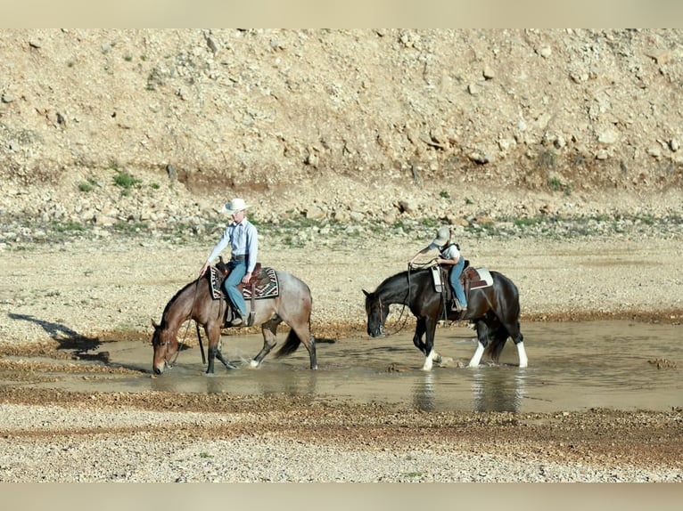 Cob Irlandese / Tinker / Gypsy Vanner Mix Castrone 4 Anni 142 cm Morello in Mount Vernon