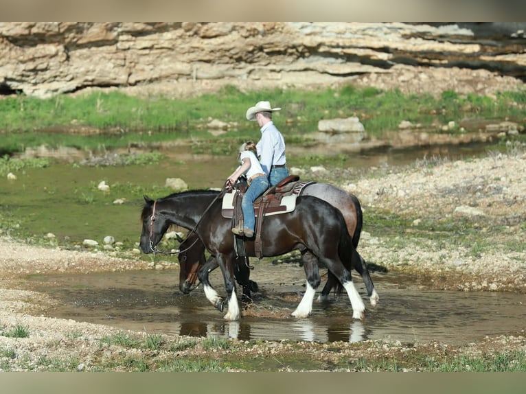 Cob Irlandese / Tinker / Gypsy Vanner Mix Castrone 4 Anni 142 cm Morello in Mount Vernon