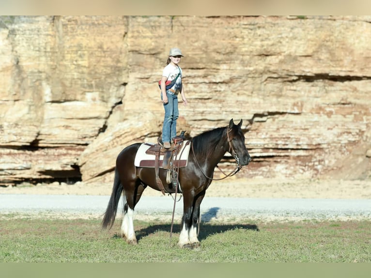 Cob Irlandese / Tinker / Gypsy Vanner Mix Castrone 4 Anni 142 cm Morello in Mount Vernon