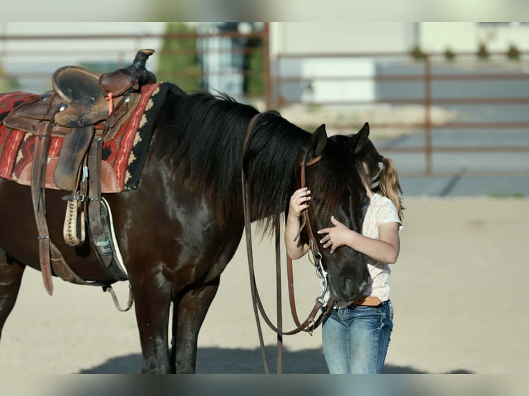 Cob Irlandese / Tinker / Gypsy Vanner Mix Castrone 4 Anni 142 cm Morello in Mount Vernon