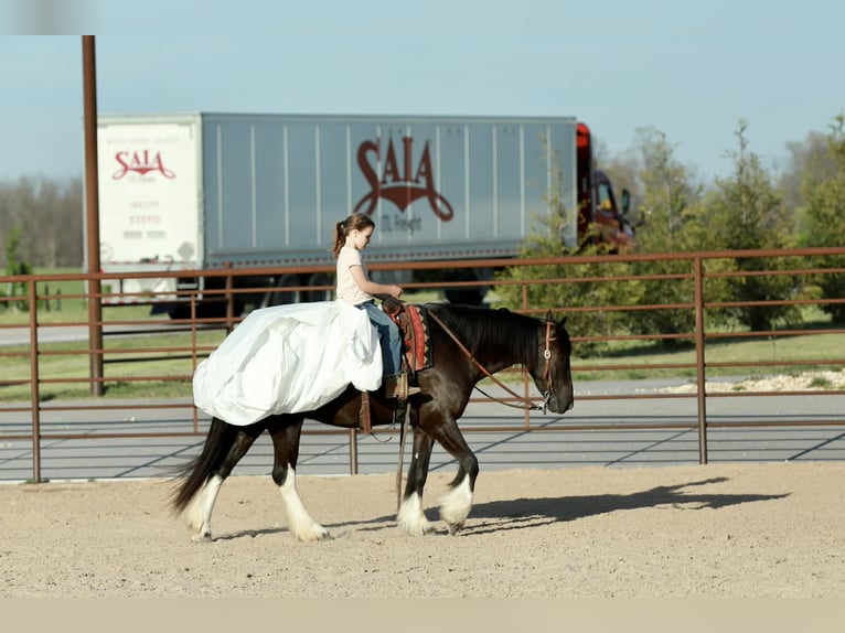 Cob Irlandese / Tinker / Gypsy Vanner Mix Castrone 4 Anni 142 cm Morello in Mount Vernon