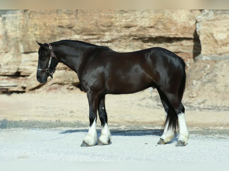 Cob Irlandese / Tinker / Gypsy Vanner Mix Castrone 4 Anni 142 cm Morello in Mount Vernon