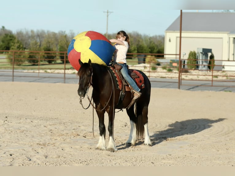 Cob Irlandese / Tinker / Gypsy Vanner Mix Castrone 4 Anni 142 cm Morello in Mount Vernon