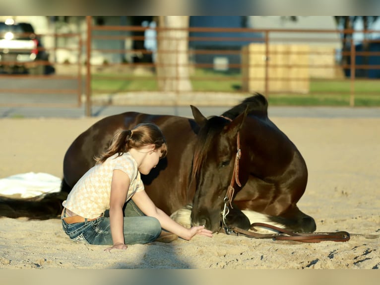 Cob Irlandese / Tinker / Gypsy Vanner Mix Castrone 4 Anni 142 cm Morello in Mount Vernon