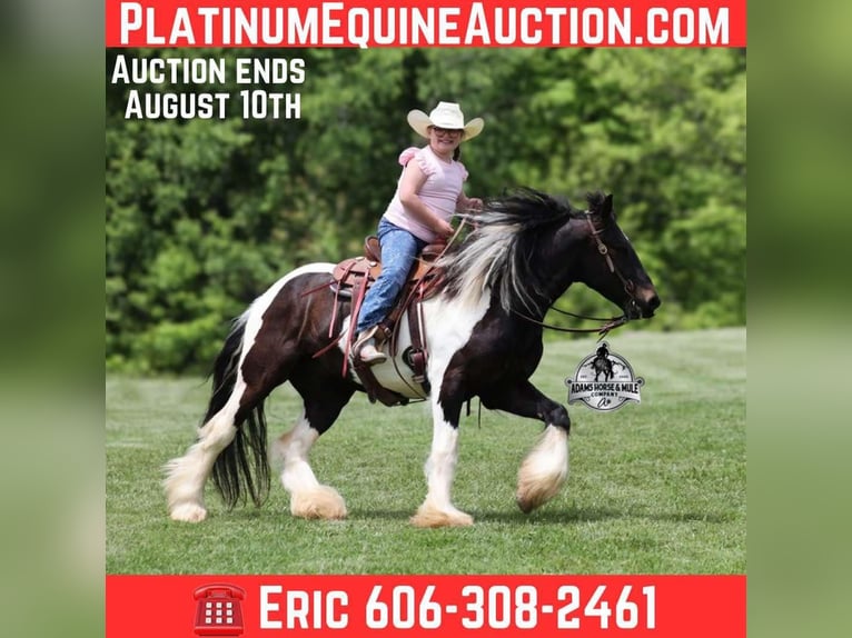 Cob Irlandese / Tinker / Gypsy Vanner Castrone 4 Anni 142 cm Morello in Mount Vernon, Ky