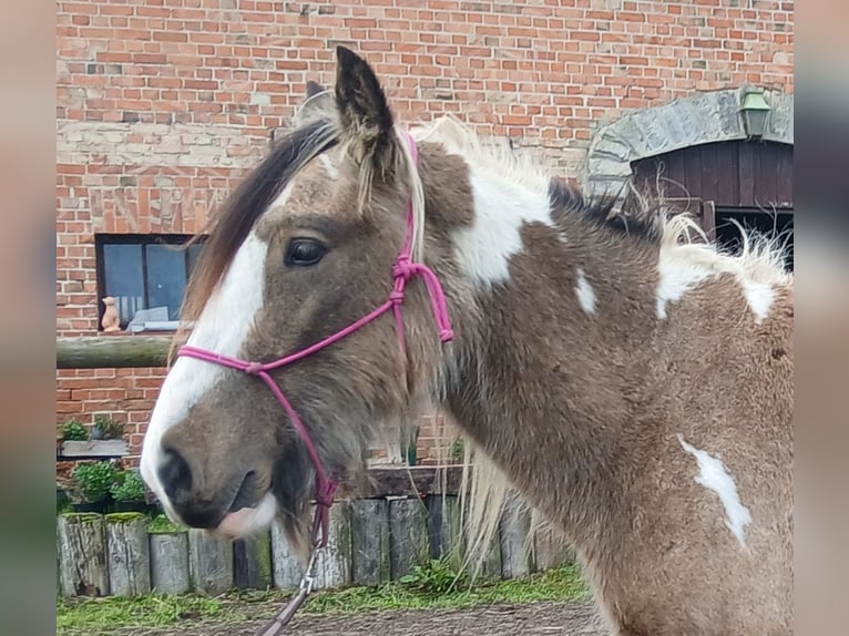 Cob Irlandese / Tinker / Gypsy Vanner Castrone 4 Anni 142 cm Pelle di daino in Wittstock