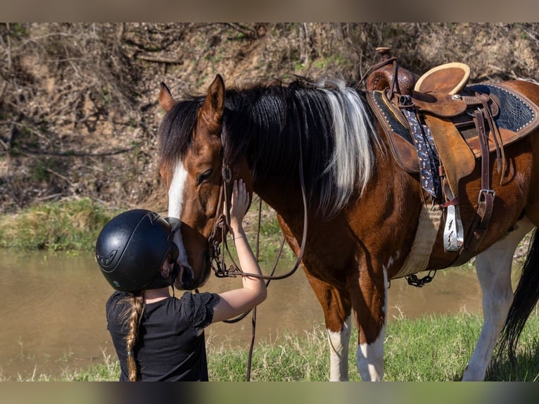 Cob Irlandese / Tinker / Gypsy Vanner Mix Castrone 4 Anni 142 cm Pezzato in Mc Connellsburg