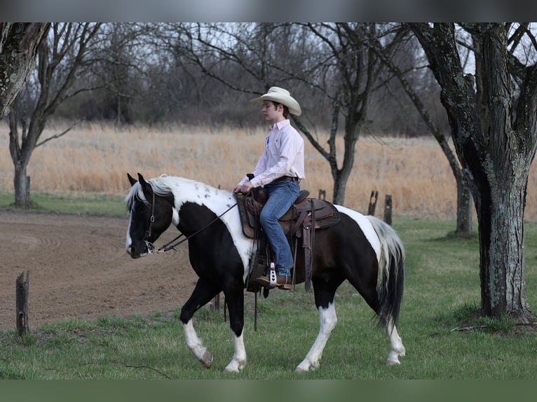 Cob Irlandese / Tinker / Gypsy Vanner Mix Castrone 4 Anni 142 cm Pezzato in Mc Connellsburg
