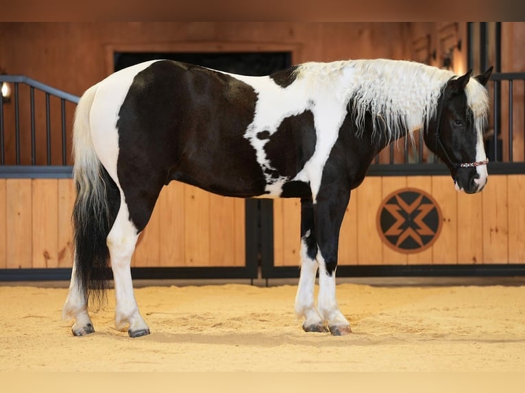 Cob Irlandese / Tinker / Gypsy Vanner Mix Castrone 4 Anni 142 cm Pezzato in Mc Connellsburg
