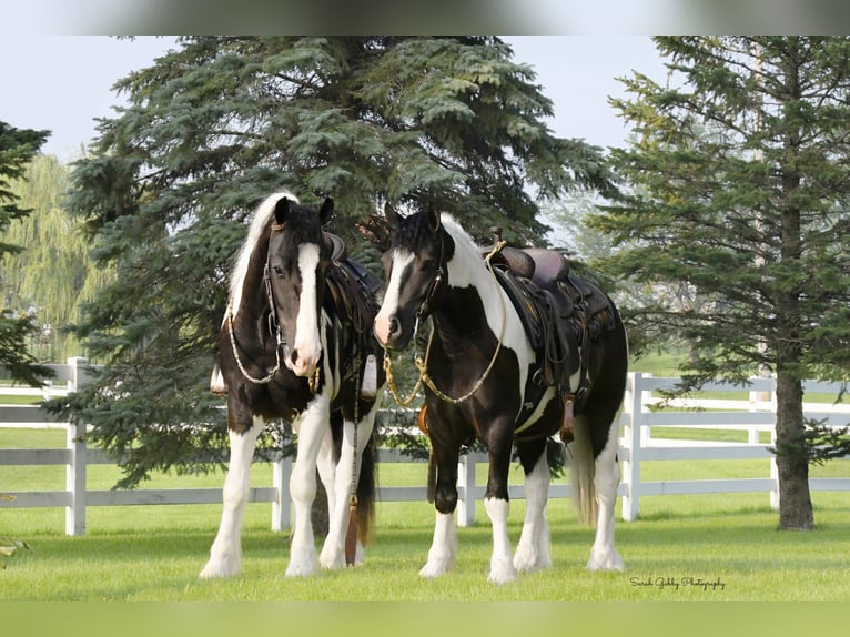 Cob Irlandese / Tinker / Gypsy Vanner Mix Castrone 4 Anni 142 cm Pezzato in Independence