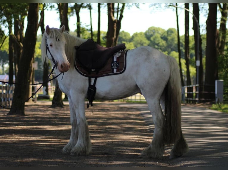Cob Irlandese / Tinker / Gypsy Vanner Castrone 4 Anni 143 cm Grigio in Lathen