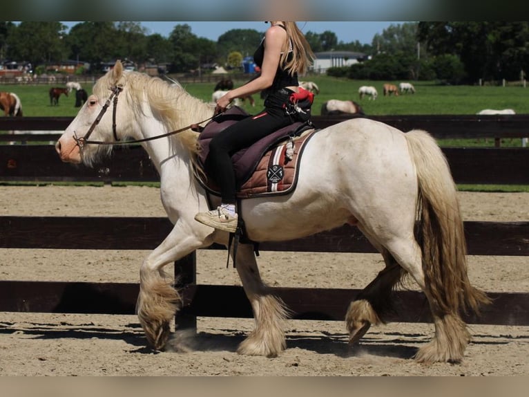 Cob Irlandese / Tinker / Gypsy Vanner Castrone 4 Anni 143 cm Grigio in Lathen