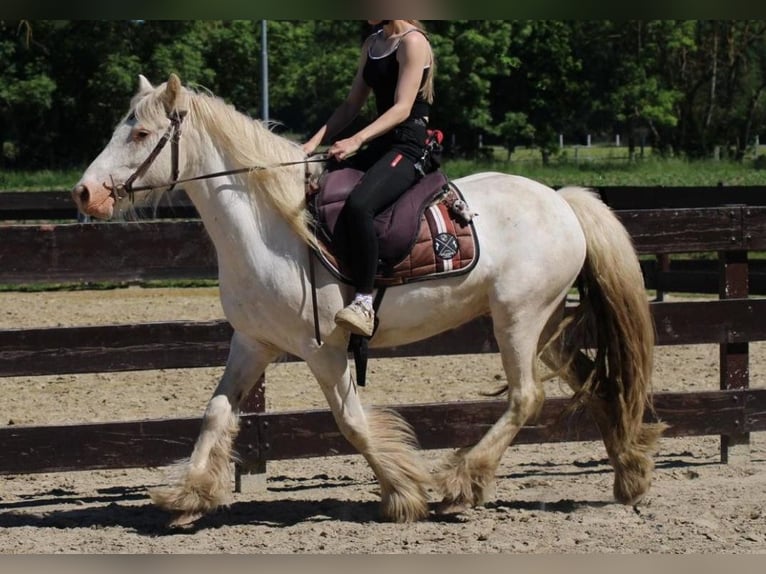 Cob Irlandese / Tinker / Gypsy Vanner Castrone 4 Anni 143 cm Grigio in Lathen