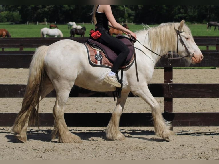 Cob Irlandese / Tinker / Gypsy Vanner Castrone 4 Anni 143 cm Grigio in Lathen