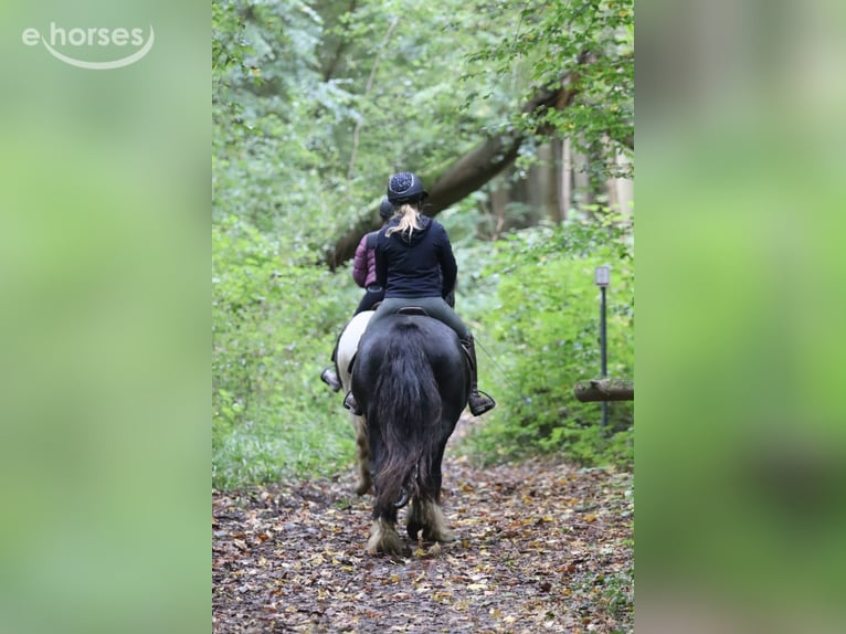 Cob Irlandese / Tinker / Gypsy Vanner Castrone 4 Anni 144 cm Morello in Pepingen