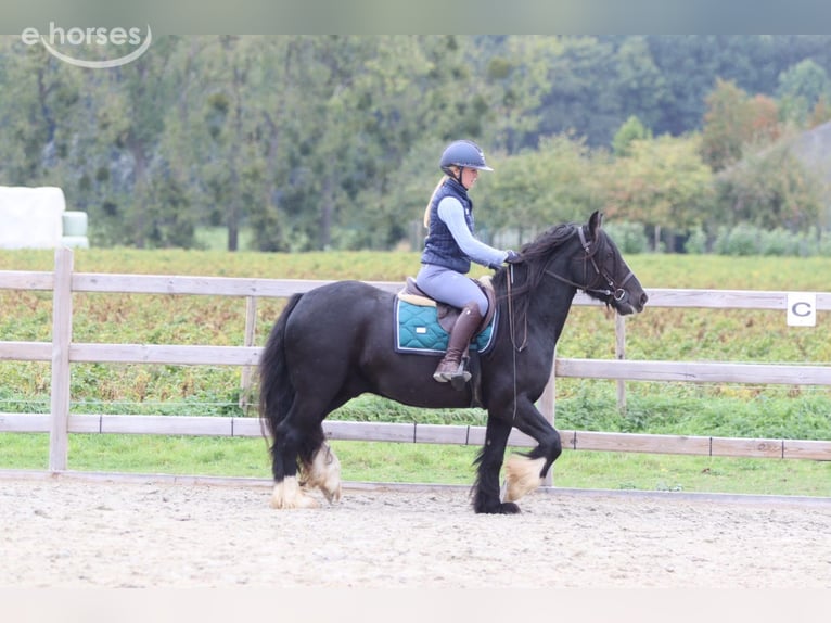 Cob Irlandese / Tinker / Gypsy Vanner Castrone 4 Anni 144 cm Morello in Pepingen