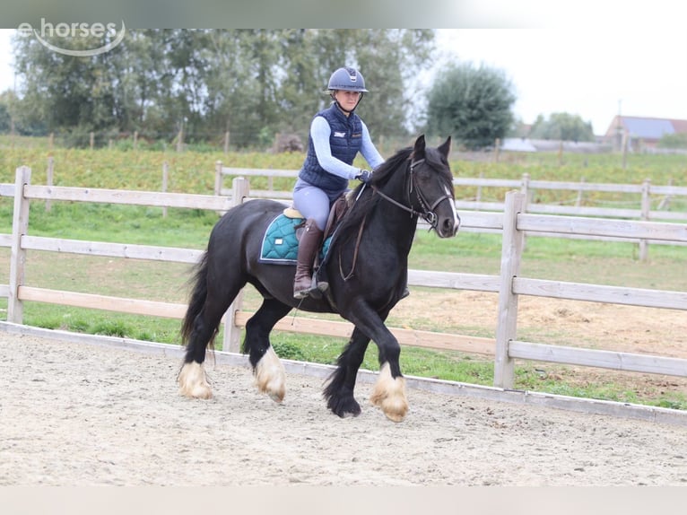 Cob Irlandese / Tinker / Gypsy Vanner Castrone 4 Anni 144 cm Morello in Pepingen