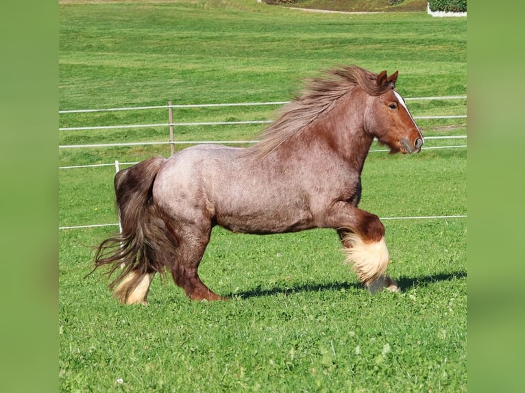 Cob Irlandese / Tinker / Gypsy Vanner Castrone 4 Anni 144 cm Roano rosso in Besenb&#xFC;ren