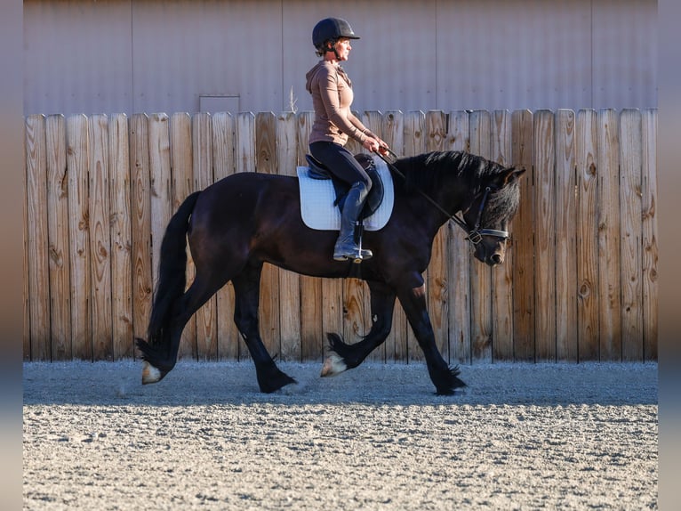 Cob Irlandese / Tinker / Gypsy Vanner Mix Castrone 4 Anni 145 cm Morello in Hamilton, MT
