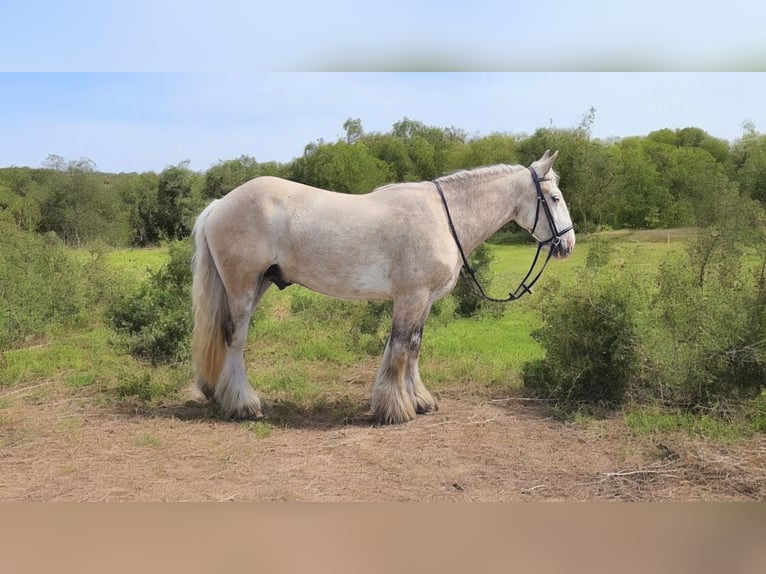 Cob Irlandese / Tinker / Gypsy Vanner Castrone 4 Anni 145 cm Palomino in Mount Vernon