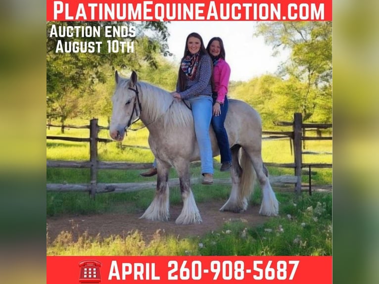 Cob Irlandese / Tinker / Gypsy Vanner Castrone 4 Anni 145 cm Palomino in Mount Vernon