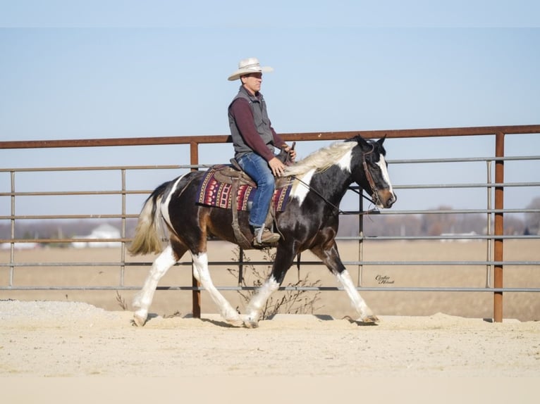 Cob Irlandese / Tinker / Gypsy Vanner Mix Castrone 4 Anni 147 cm Pezzato in Fairbank