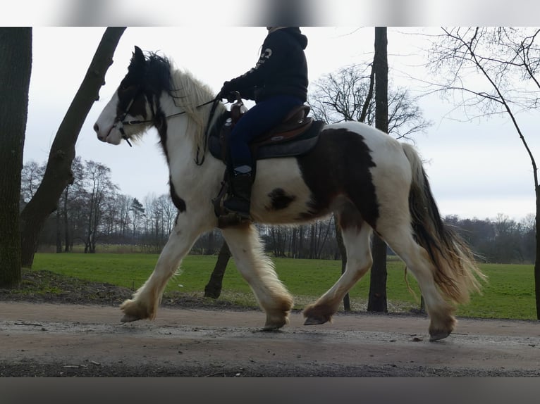 Cob Irlandese / Tinker / Gypsy Vanner Castrone 4 Anni 148 cm Pezzato in Lathen