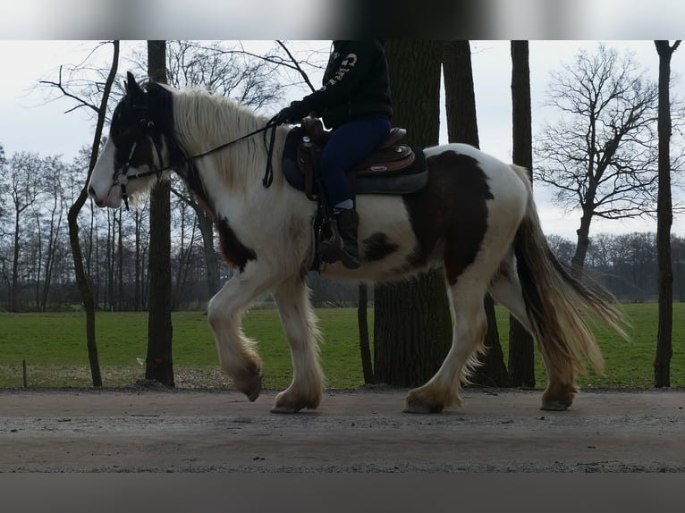 Cob Irlandese / Tinker / Gypsy Vanner Castrone 4 Anni 148 cm Pezzato in Lathen