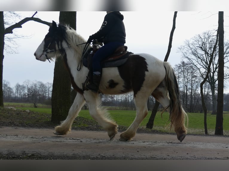 Cob Irlandese / Tinker / Gypsy Vanner Castrone 4 Anni 148 cm Pezzato in Lathen