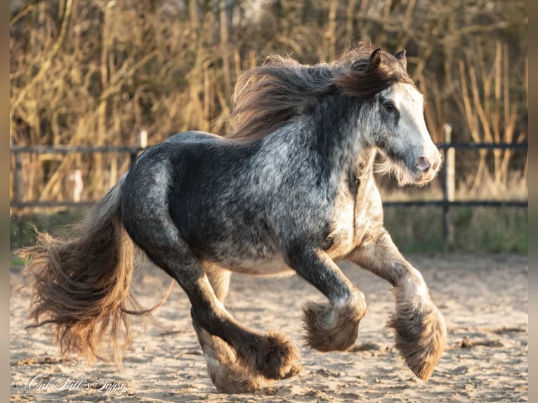 Cob Irlandese / Tinker / Gypsy Vanner Castrone 4 Anni 148 cm Sabino in Møldrup