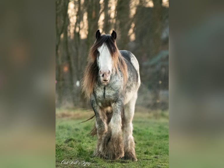 Cob Irlandese / Tinker / Gypsy Vanner Castrone 4 Anni 148 cm Sabino in Møldrup