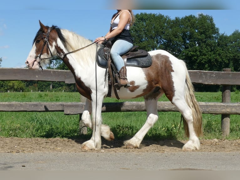 Cob Irlandese / Tinker / Gypsy Vanner Castrone 4 Anni 149 cm Pezzato in Lathen