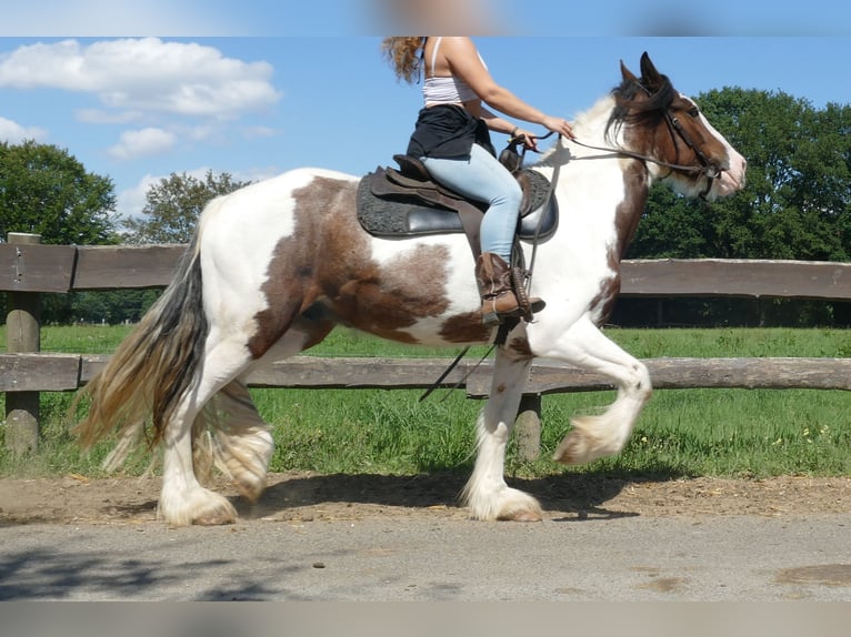Cob Irlandese / Tinker / Gypsy Vanner Castrone 4 Anni 149 cm Pezzato in Lathen