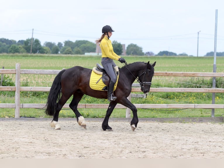 Cob Irlandese / Tinker / Gypsy Vanner Castrone 4 Anni 150 cm Morello in Bogaarden