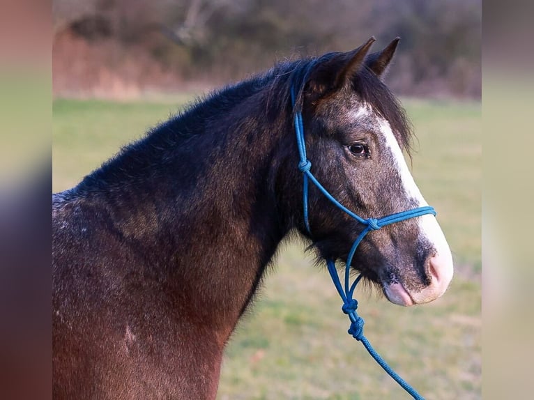 Cob Irlandese / Tinker / Gypsy Vanner Mix Castrone 4 Anni 150 cm Morello in Blairsville