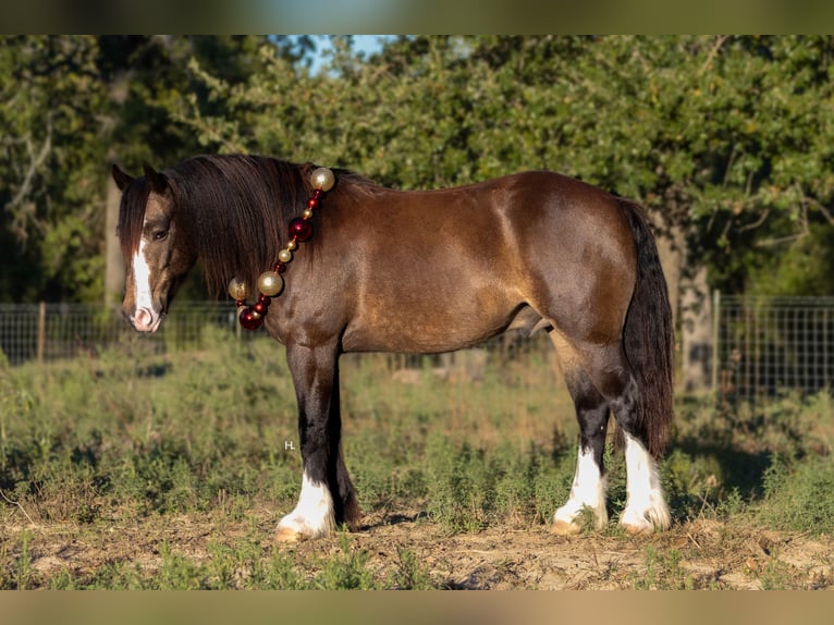 Cob Irlandese / Tinker / Gypsy Vanner Mix Castrone 4 Anni 150 cm Pelle di daino in Weatherford