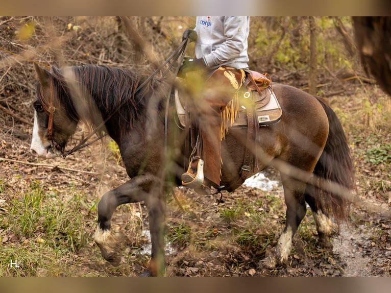Cob Irlandese / Tinker / Gypsy Vanner Mix Castrone 4 Anni 150 cm Pelle di daino in Weatherford