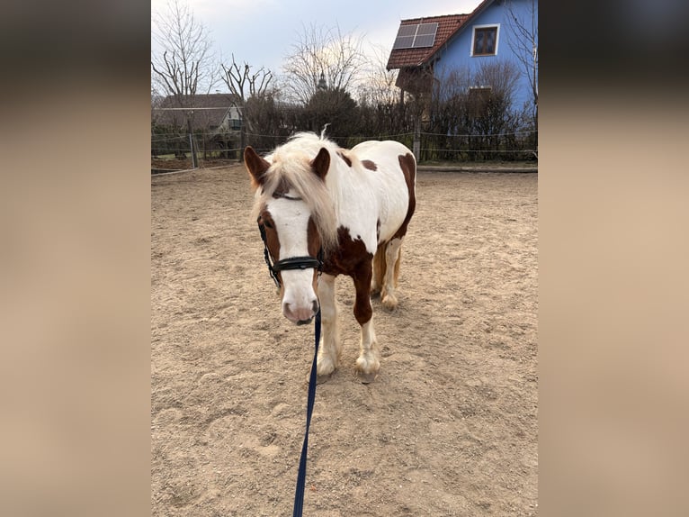 Cob Irlandese / Tinker / Gypsy Vanner Mix Castrone 4 Anni 150 cm Pezzato in Mödling
