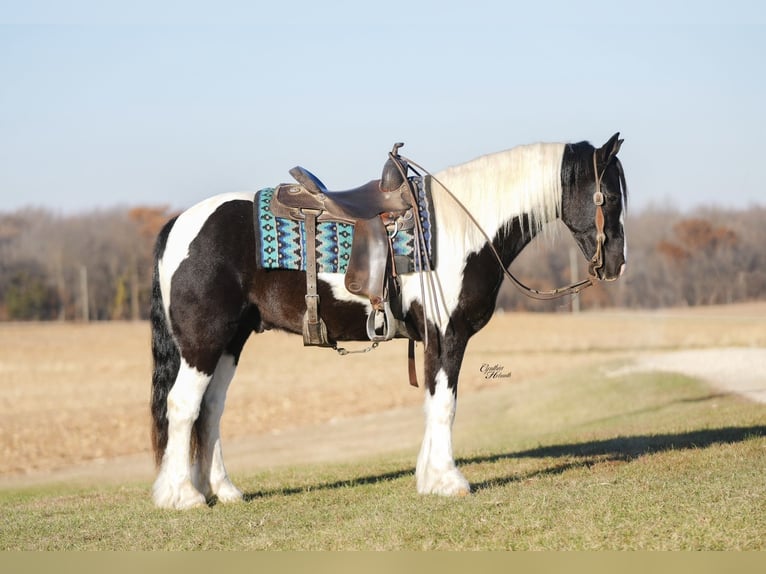Cob Irlandese / Tinker / Gypsy Vanner Mix Castrone 4 Anni 150 cm Pezzato in Fairbank