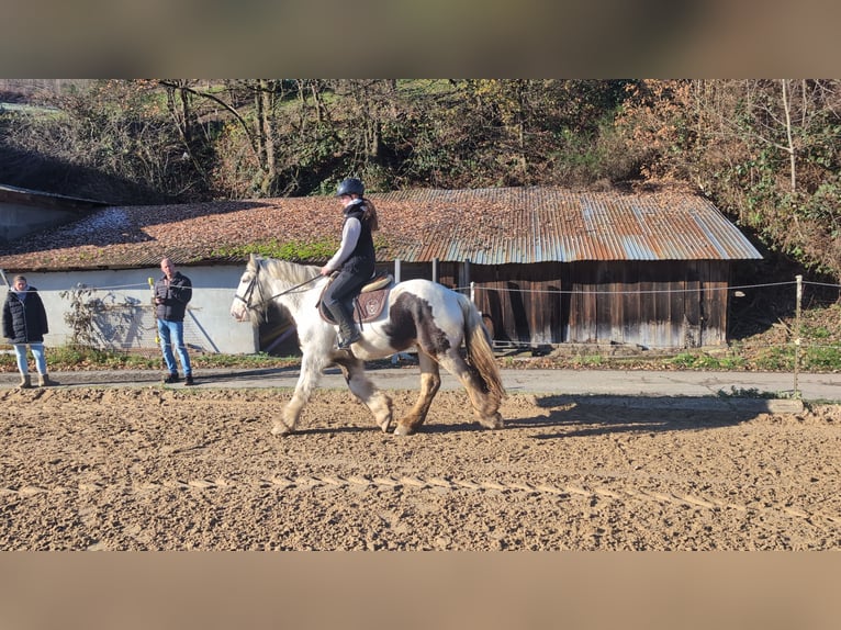 Cob Irlandese / Tinker / Gypsy Vanner Castrone 4 Anni 152 cm Pezzato in Morsbach