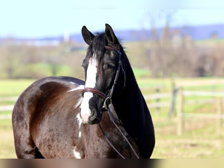Cob Irlandese / Tinker / Gypsy Vanner Mix Castrone 4 Anni 152 cm Pezzato in Gap