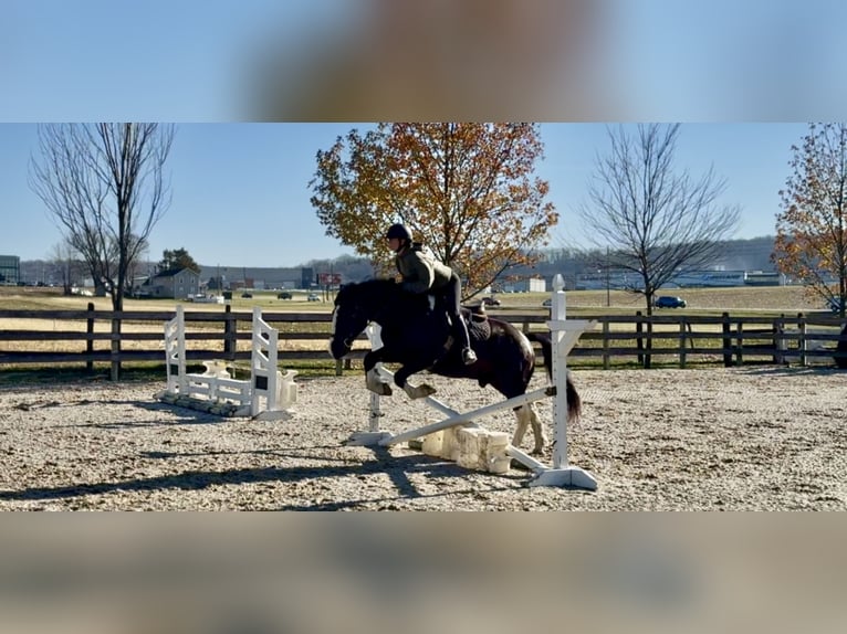 Cob Irlandese / Tinker / Gypsy Vanner Mix Castrone 4 Anni 152 cm Pezzato in Gap