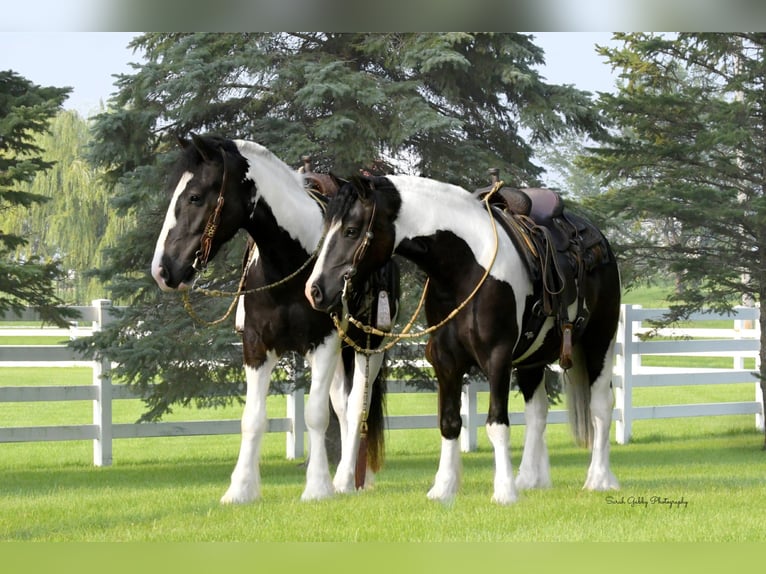 Cob Irlandese / Tinker / Gypsy Vanner Mix Castrone 4 Anni 152 cm Pezzato in Independence