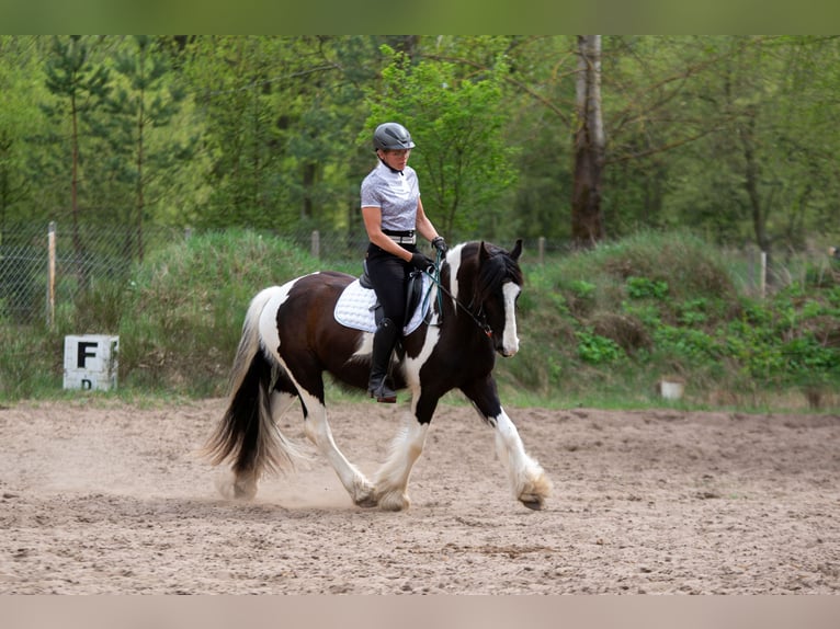 Cob Irlandese / Tinker / Gypsy Vanner Mix Castrone 4 Anni 152 cm Tobiano-tutti i colori in Grabówka