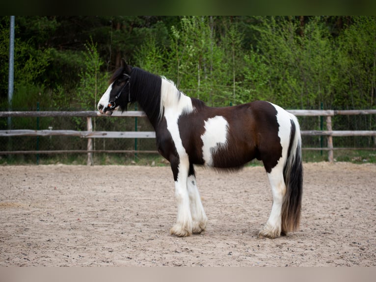 Cob Irlandese / Tinker / Gypsy Vanner Mix Castrone 4 Anni 152 cm Tobiano-tutti i colori in Grabówka