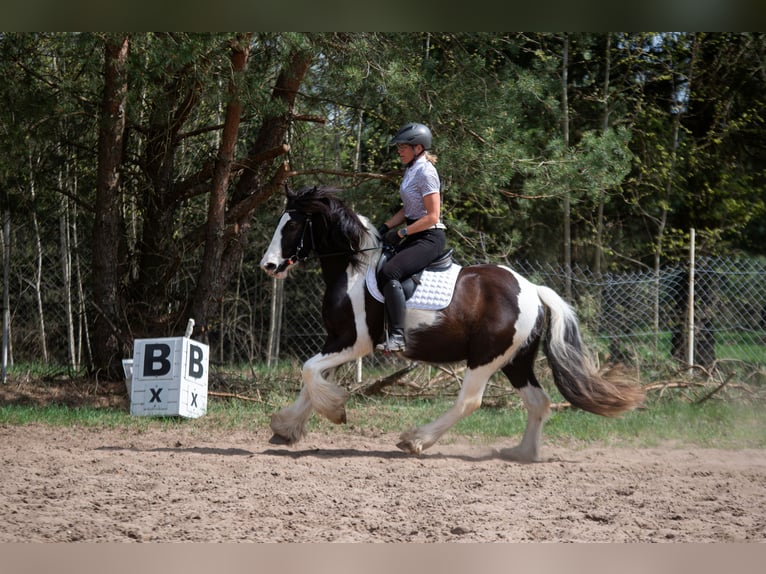 Cob Irlandese / Tinker / Gypsy Vanner Mix Castrone 4 Anni 152 cm Tobiano-tutti i colori in Grabówka