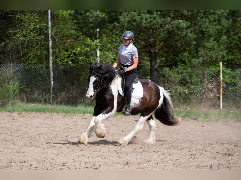 Cob Irlandese / Tinker / Gypsy Vanner Mix Castrone 4 Anni 152 cm Tobiano-tutti i colori in Grabówka