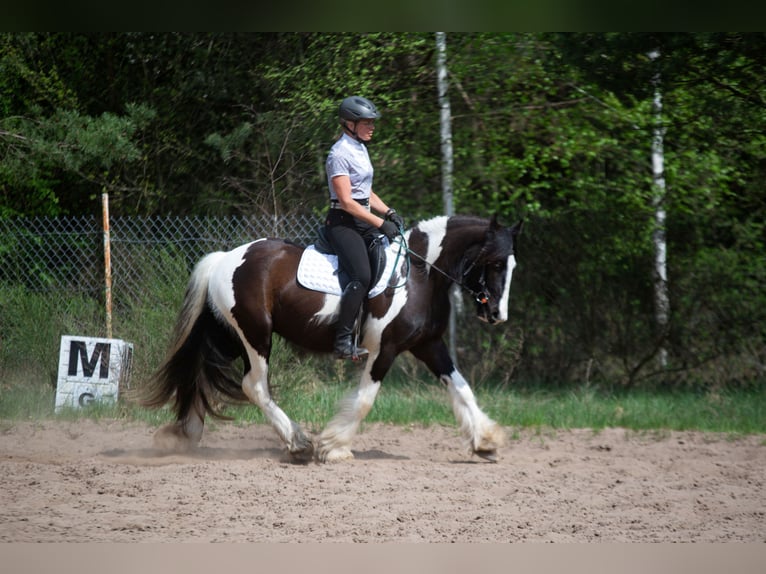 Cob Irlandese / Tinker / Gypsy Vanner Mix Castrone 4 Anni 152 cm Tobiano-tutti i colori in Grabówka