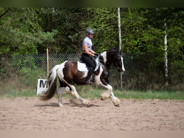 Cob Irlandese / Tinker / Gypsy Vanner Mix Castrone 4 Anni 152 cm Tobiano-tutti i colori in Grabówka